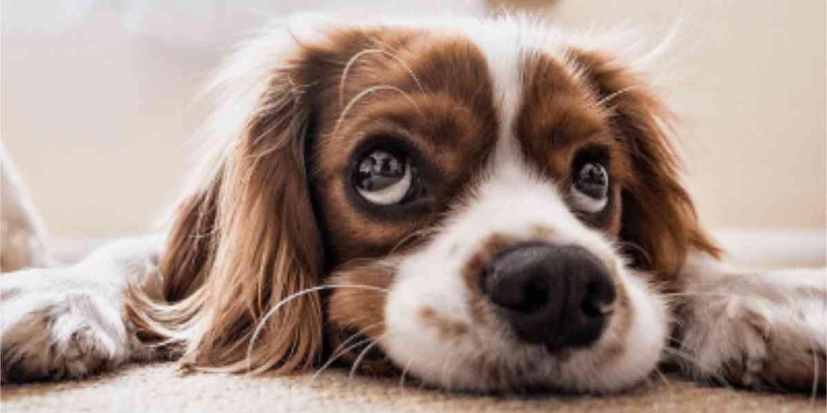 sigaretta elettronica che non fa male Feci bianche nel cane: le cause e quando preoccuparsi