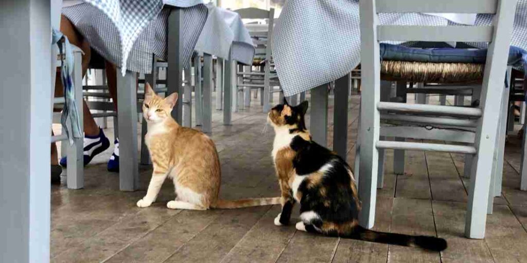 Come cambiare alimentazione al gatto