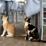Come cambiare alimentazione al gatto
