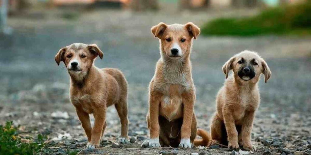 Scegliere un cane di razza o meticcio