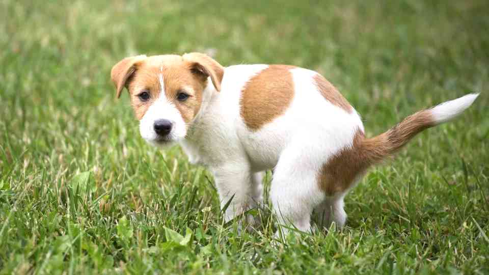 Feci molli dei cani, soggetto in azione :)