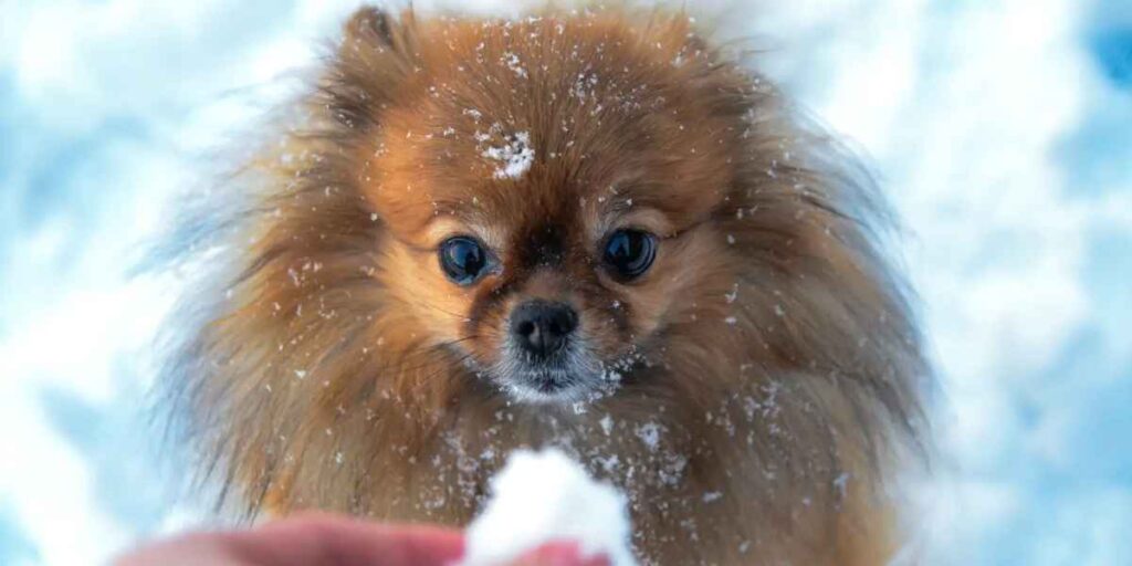Cani che mangiano la neve