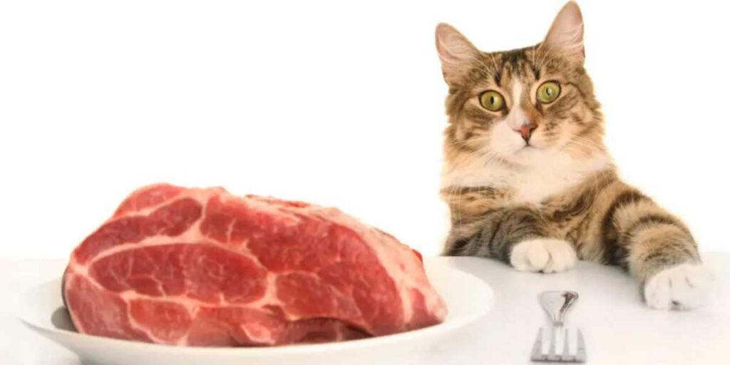 Cibo di alta qualità per gatti