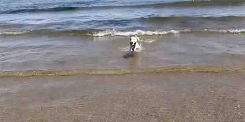 Come insegnare al cane a riportare la pallina