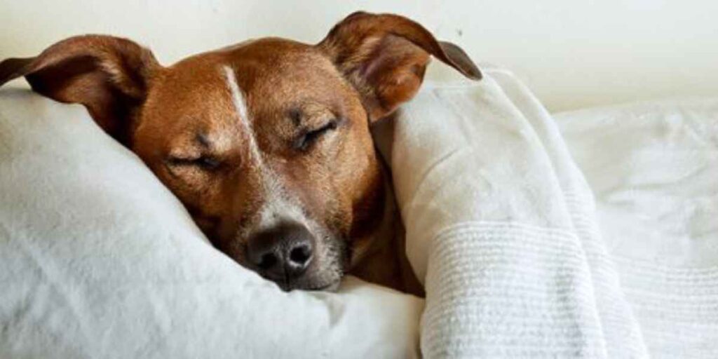 Giardia nei cani