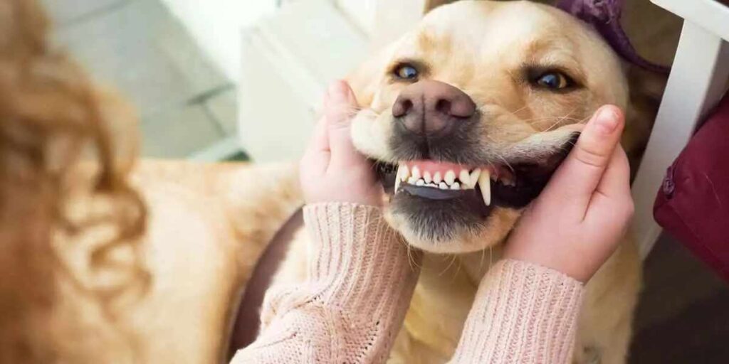Igiene dentale nel cane