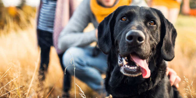 Il tuo cane divora il cibo