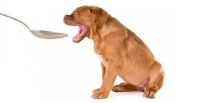 Rimedi naturali per cane e gatto