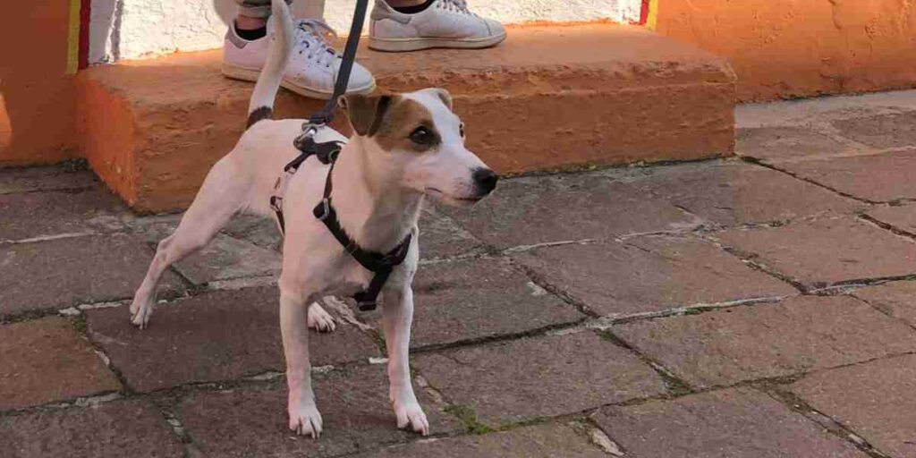 Scegliere il cane adatto a te