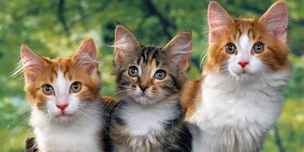 Toelettatura per gatti