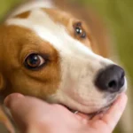Torsione dello stomaco nei cani