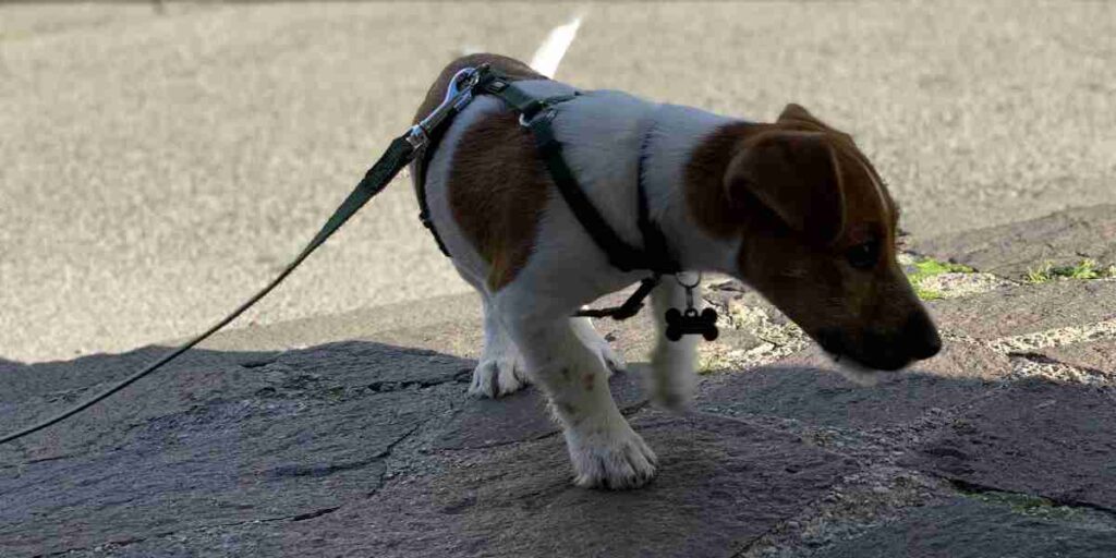 Cercare un cucciolo di cane, qual è la scelta migliore?