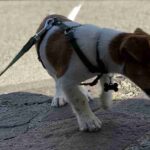 Cercare un cucciolo di cane, qual è la scelta migliore?