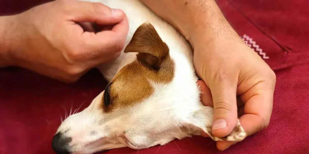 massaggio magico per il tuo cane