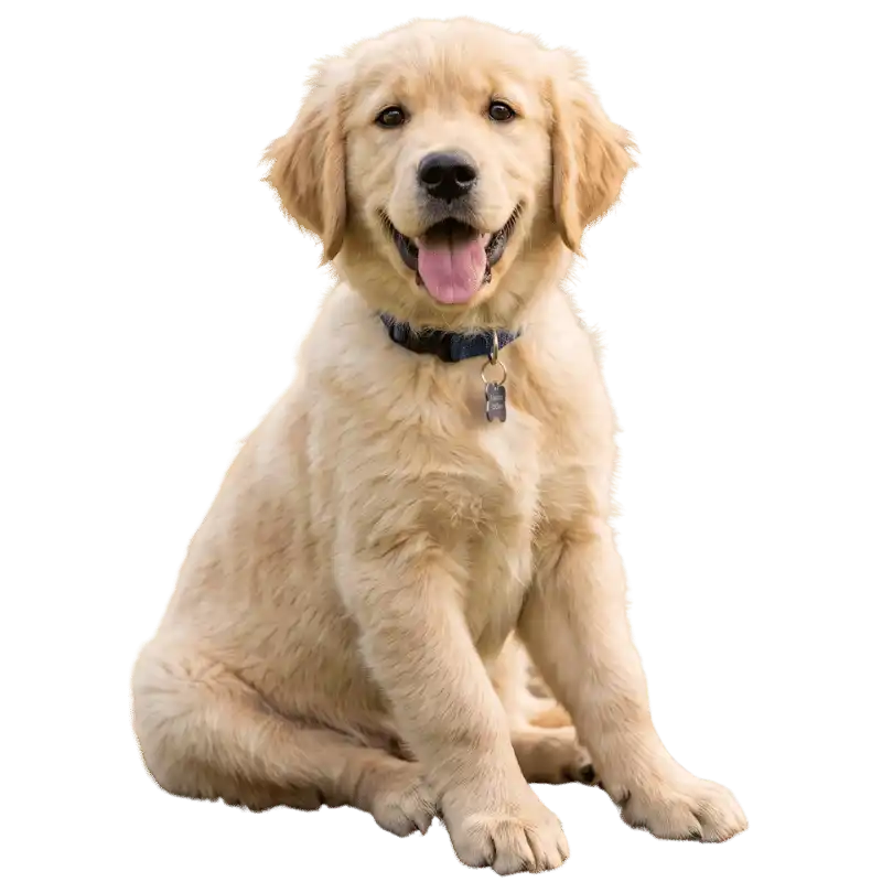 Cane