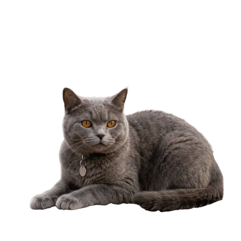 gatto